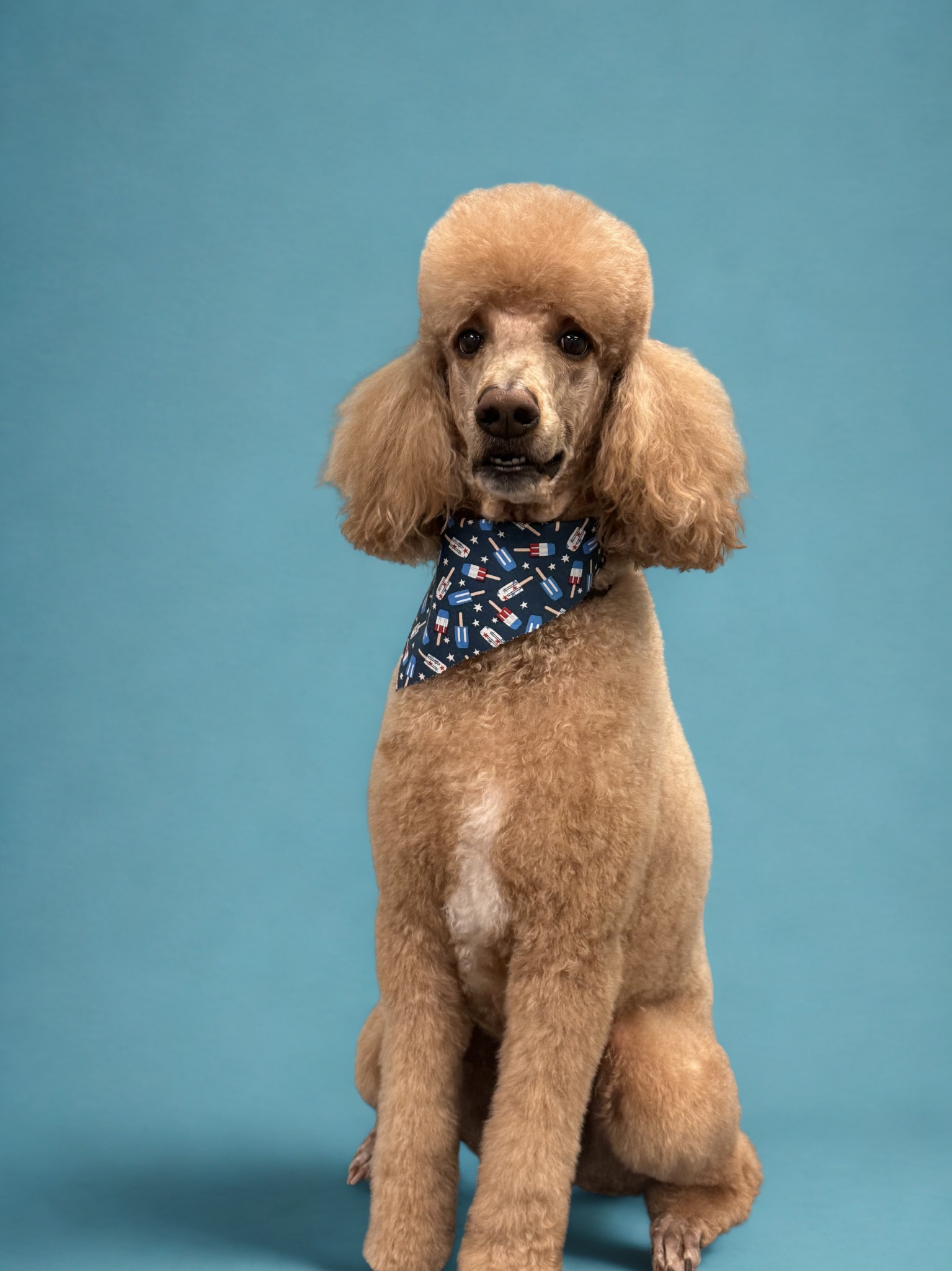 Freshly groomed poodle wearing a bandana