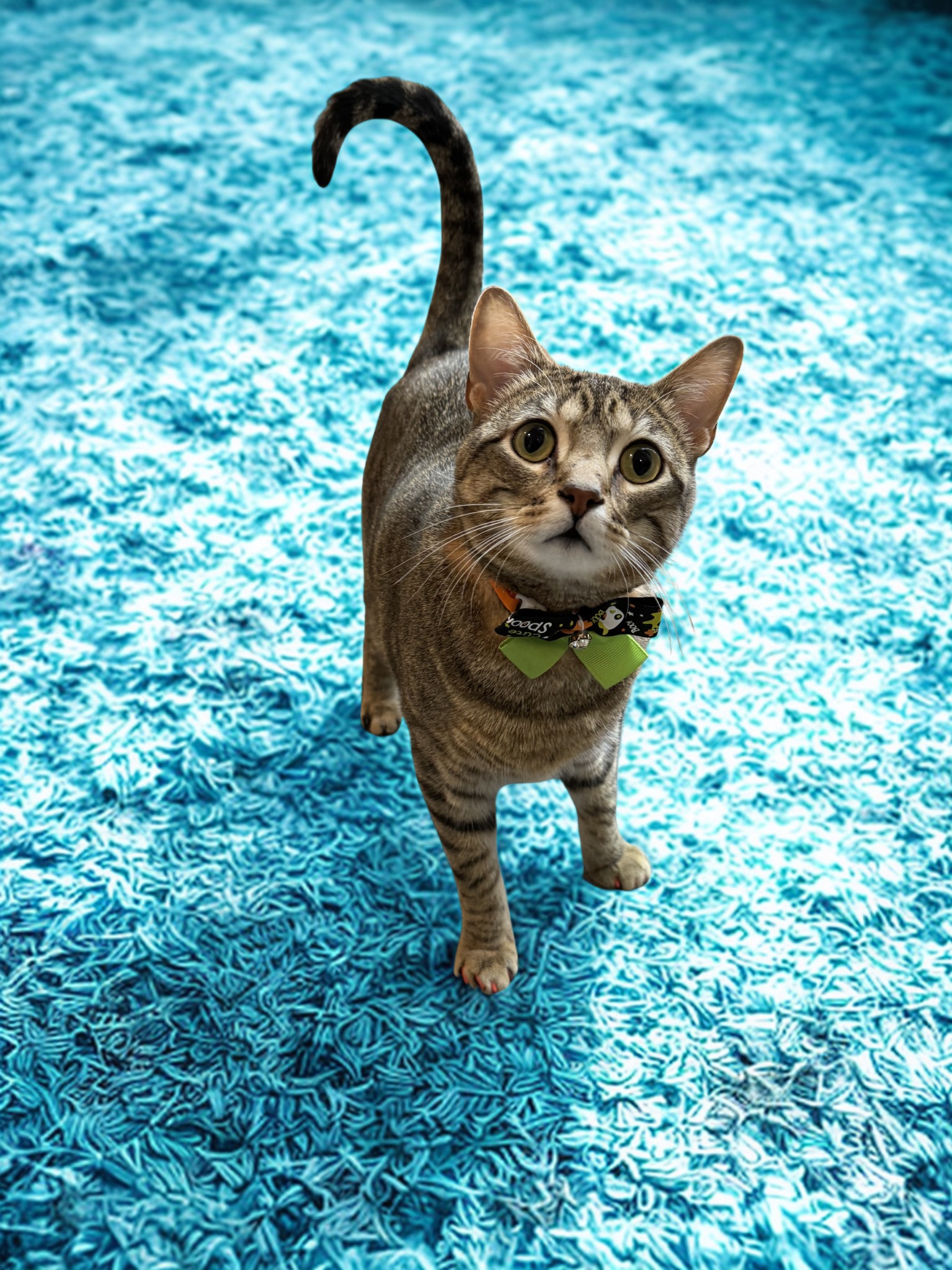 Cat after grooming visit