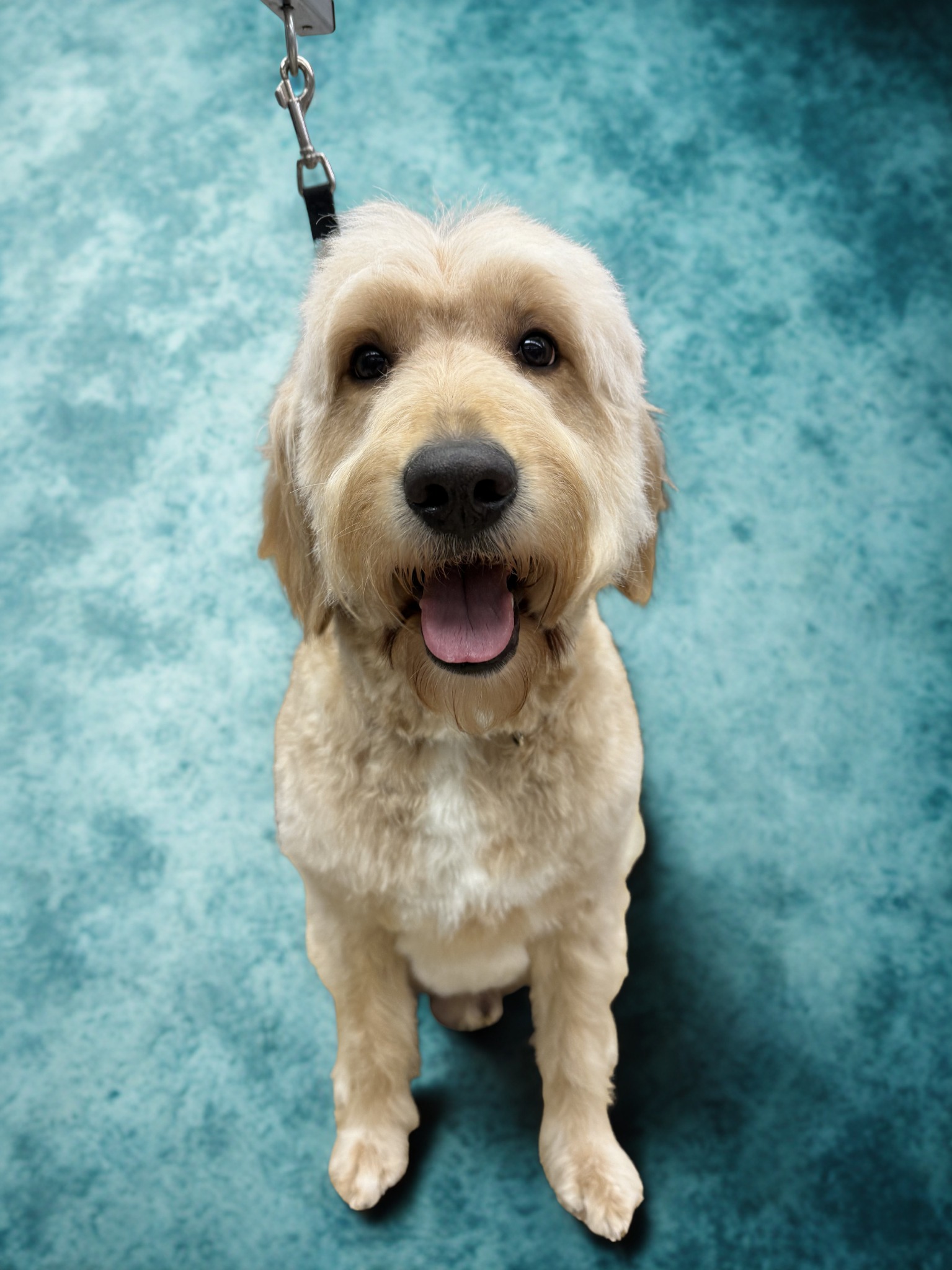 Happy groomed dog portrait