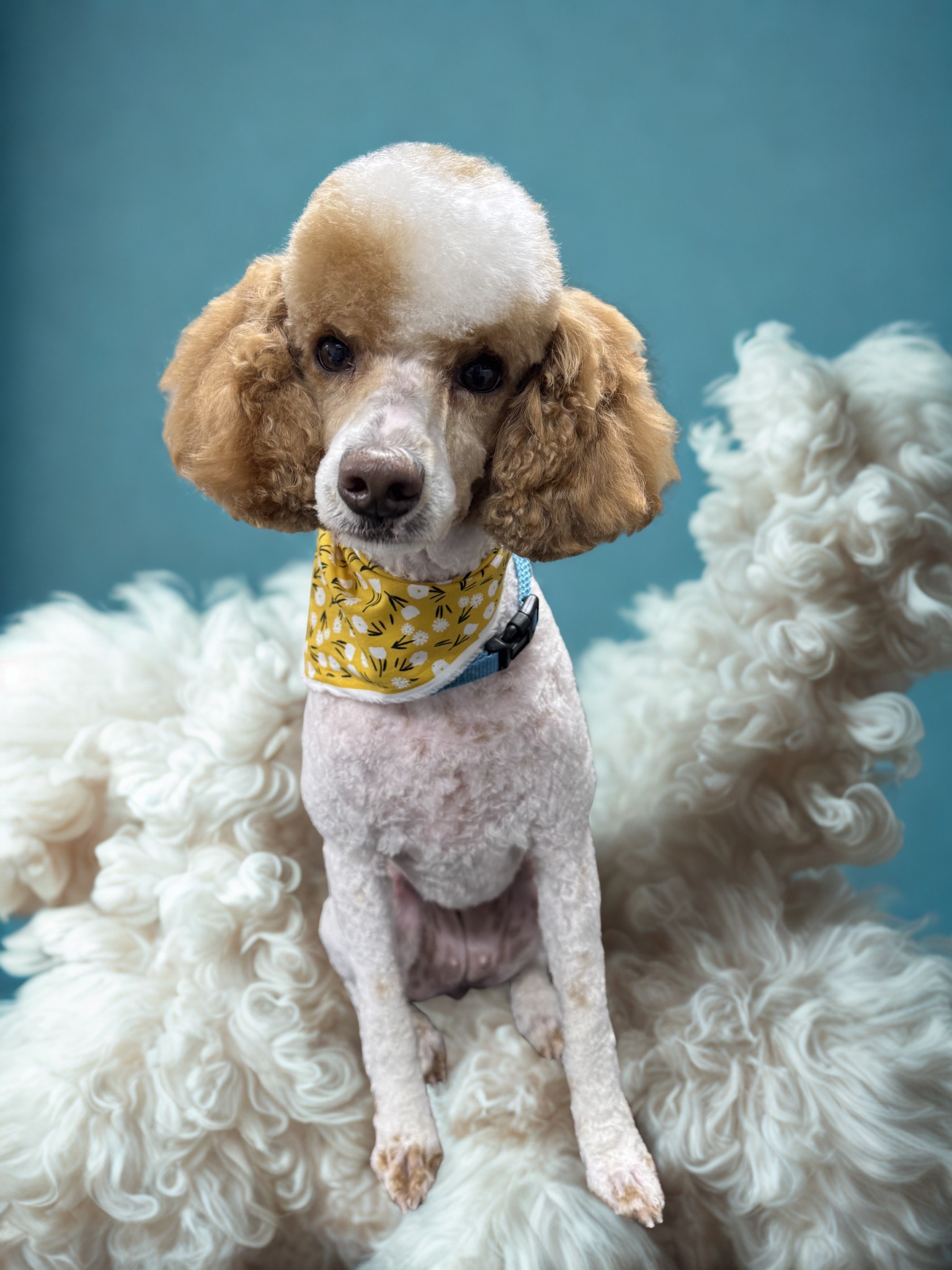 Freshly groomed poodle