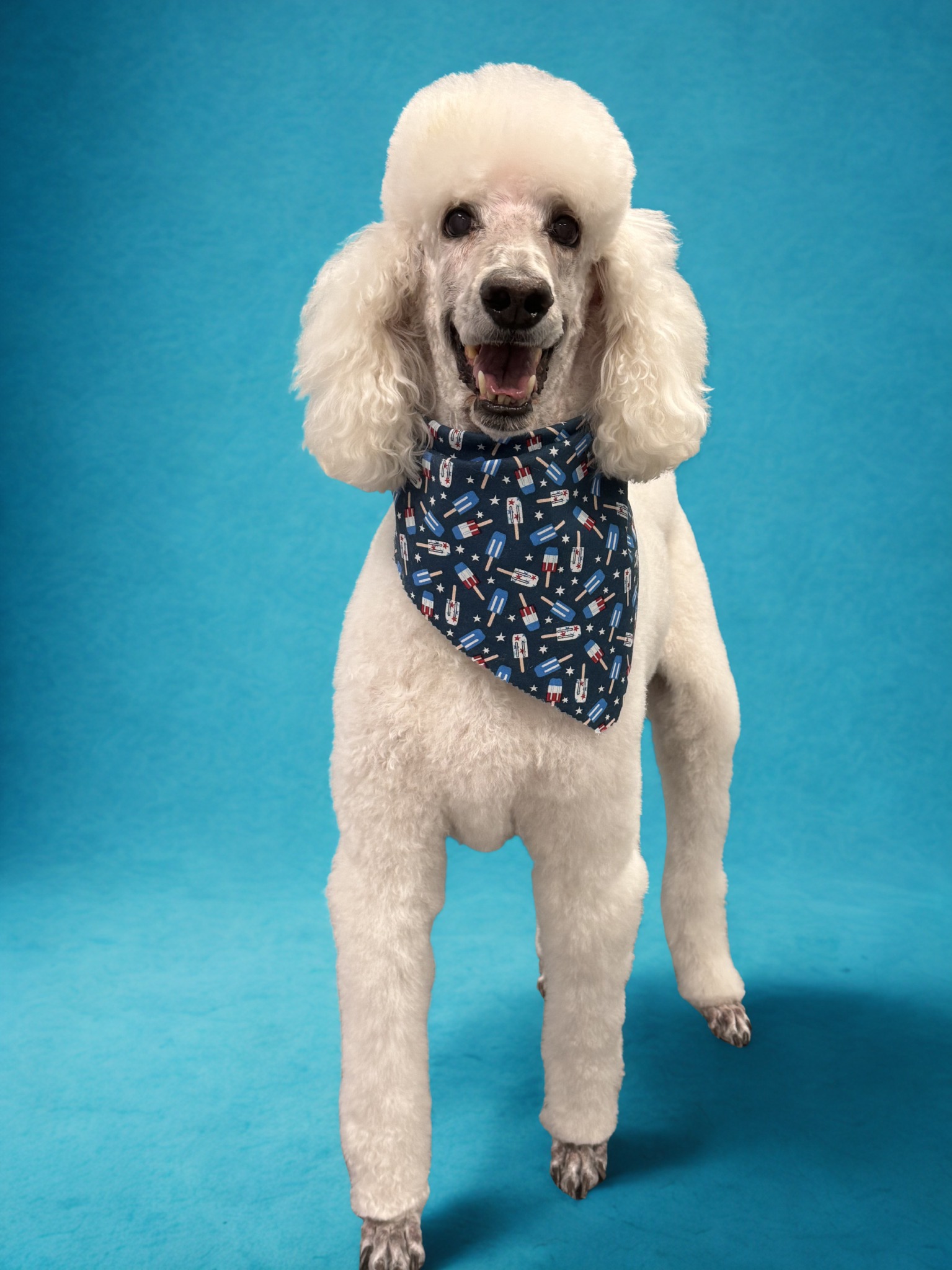 Freshly groomed white poodle wearing a bandana