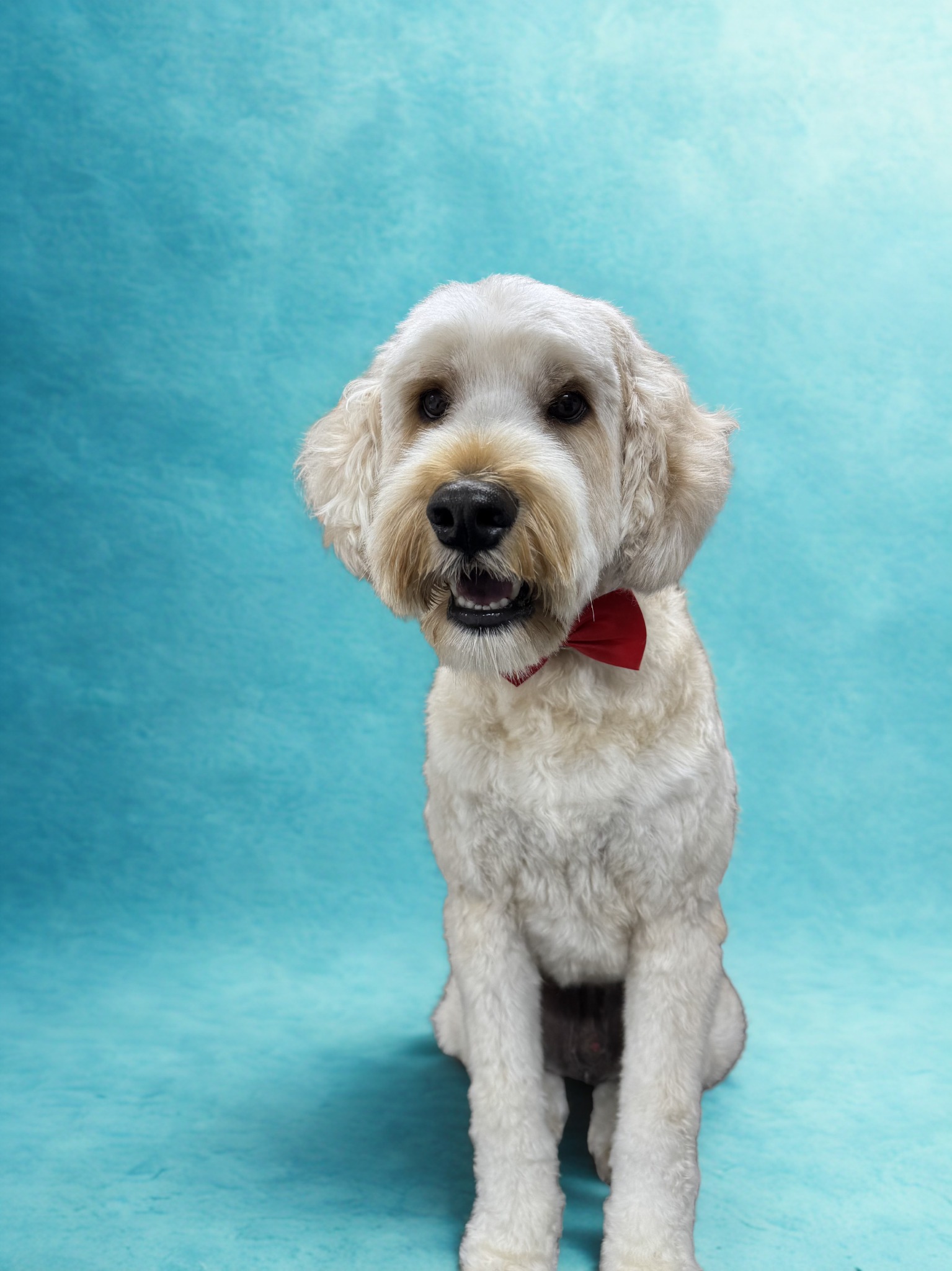Freshly groomed dog wearing a bow tie